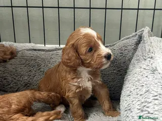 Cockapoo dogs Toy Cockapoo Puppies - Advert 13