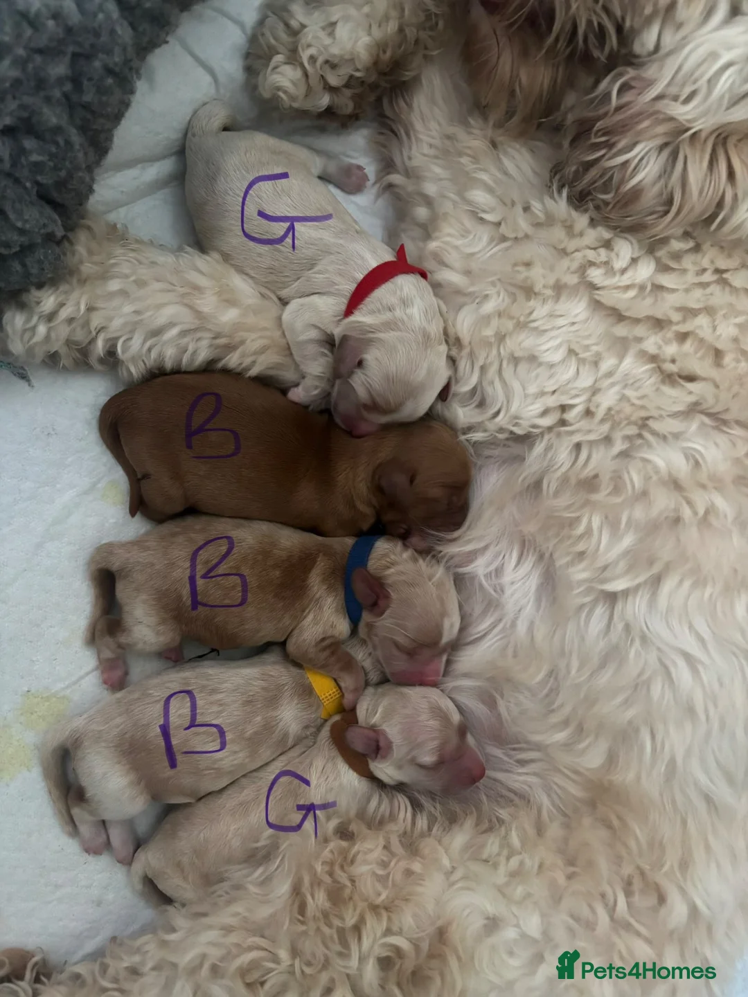 Cockapoo dogs for sale: Cockapoo Puppies  - Advert 2