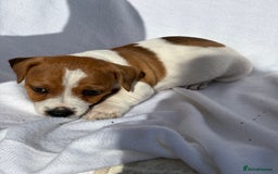 Jack Russell dogs for sale: Jack Russell puppies  - Image 8