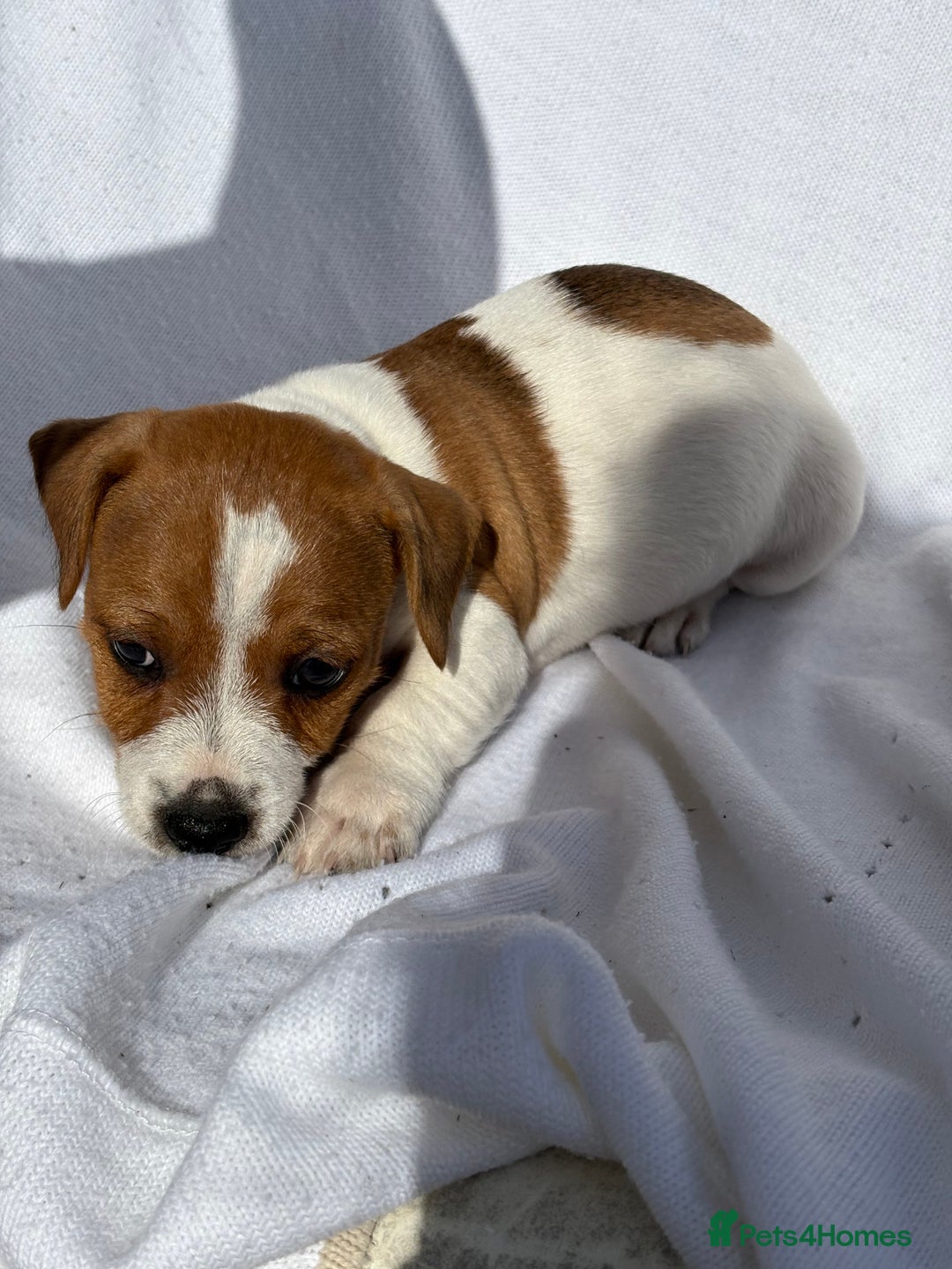 Jack Russell dogs for sale: Jack Russell puppies  - Image 8