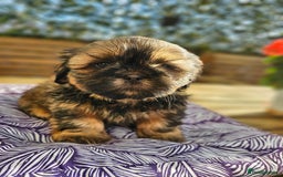 Shih Tzu dogs for sale: 🐶 Shih Tzu Puppies READY NOW– Licensed Breeder  - Image 4