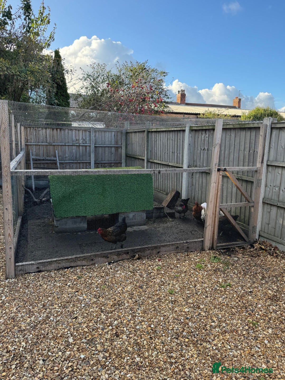 Chickens poultry for sale: Chickens for sale - Image 6