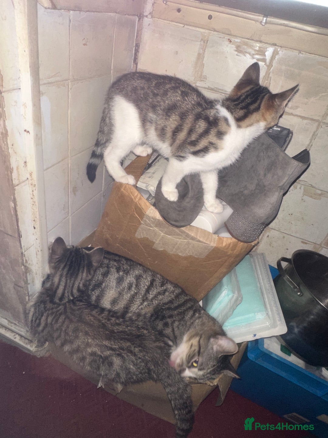 British Shorthair cats for sale: 2 tabbys - Image 5
