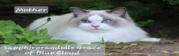 Ragdoll cats for sale: Show quality babies ready now - Advert 3