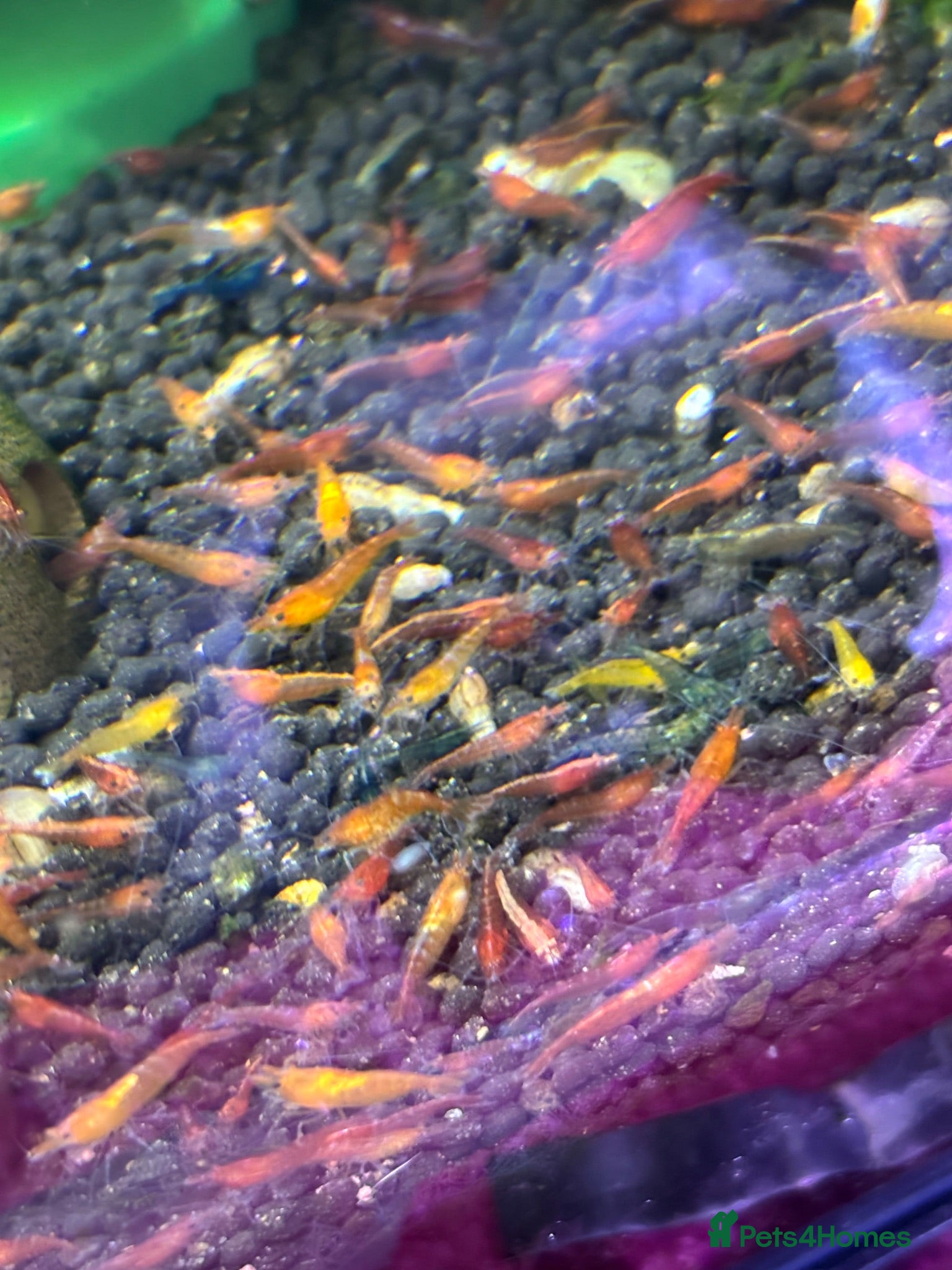 Shrimps fish Lower grade shrimps  - Advert 2