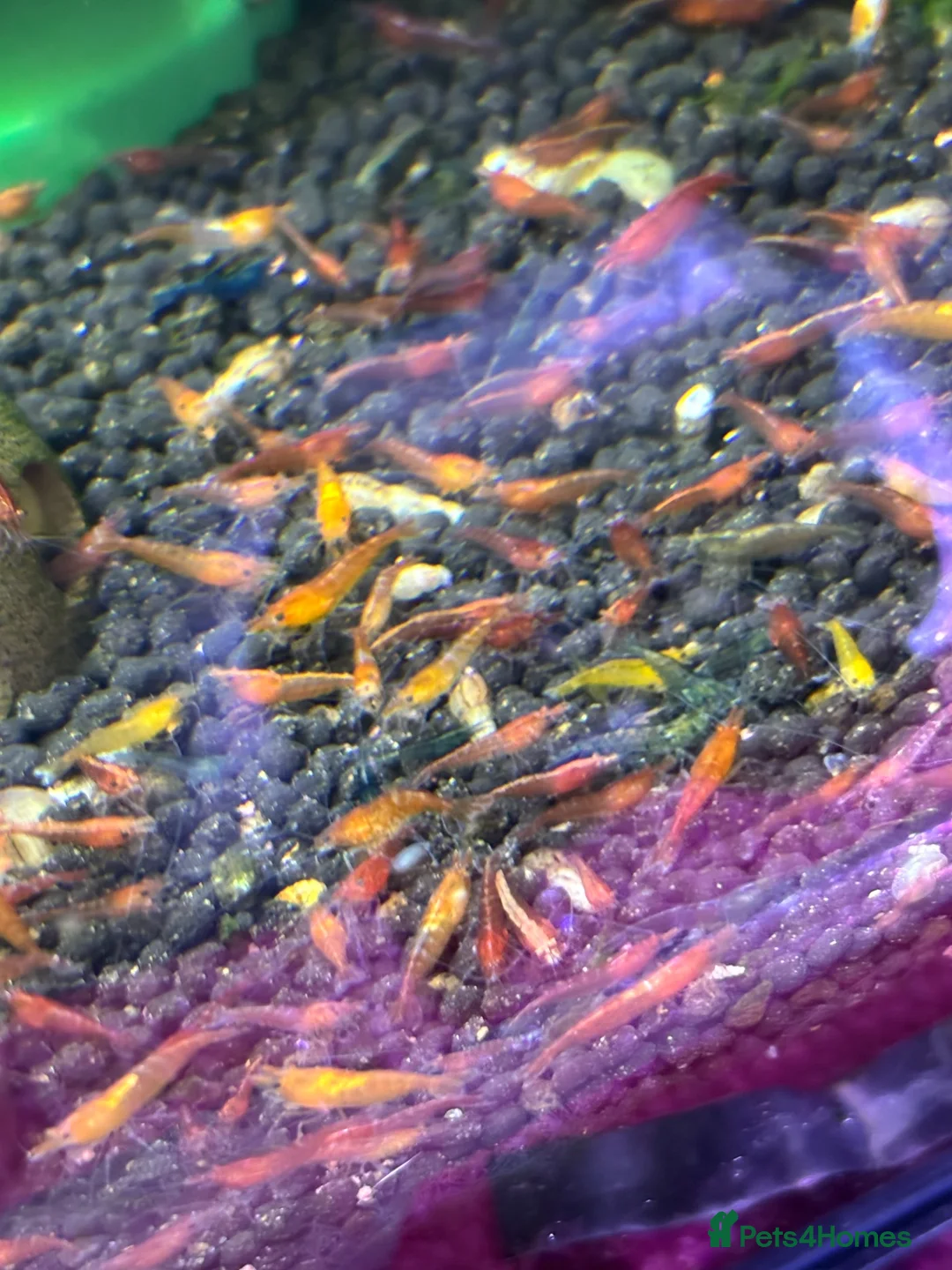 Shrimps fish for sale: Lower grade shrimps  - Advert 1