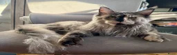 Maine Coon cats for sale: 🐾Three Beautiful Pedigree Maine Coon Boys🐾 - Advert 36
