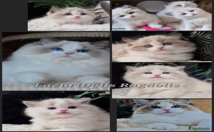 Ragdoll cats in Slough - Advert 10