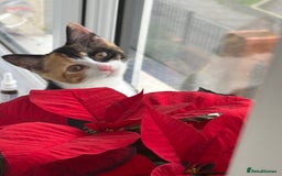 Domestic Shorthair cats for sale: Kittens for adoption  - Image 5