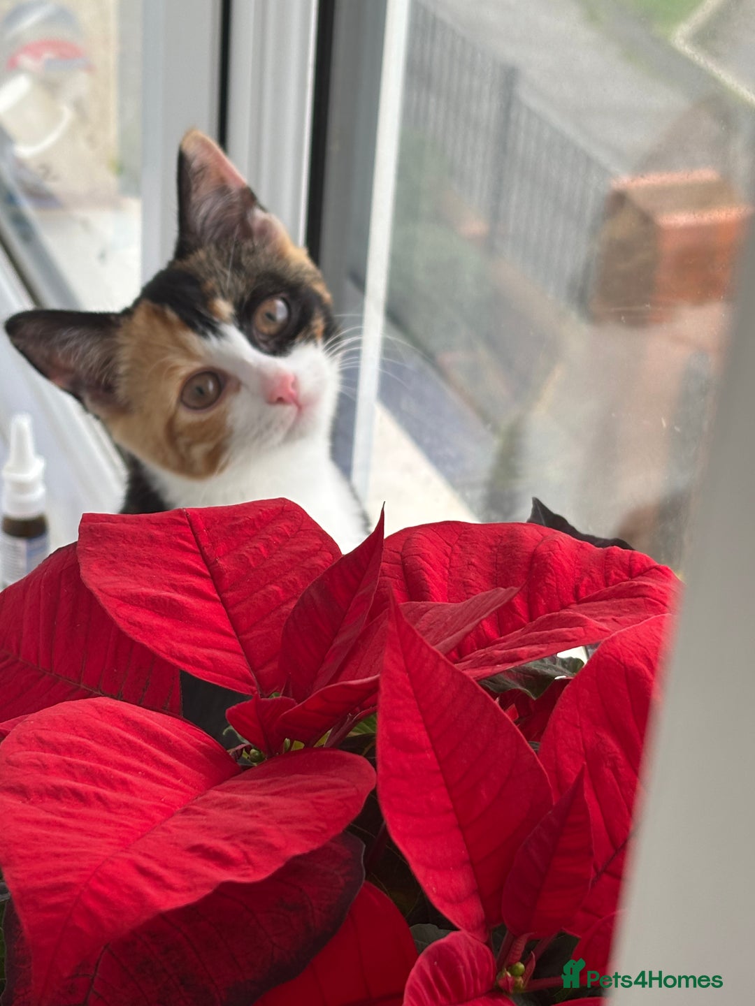 Domestic Shorthair cats for sale: Kittens for adoption  - Image 5