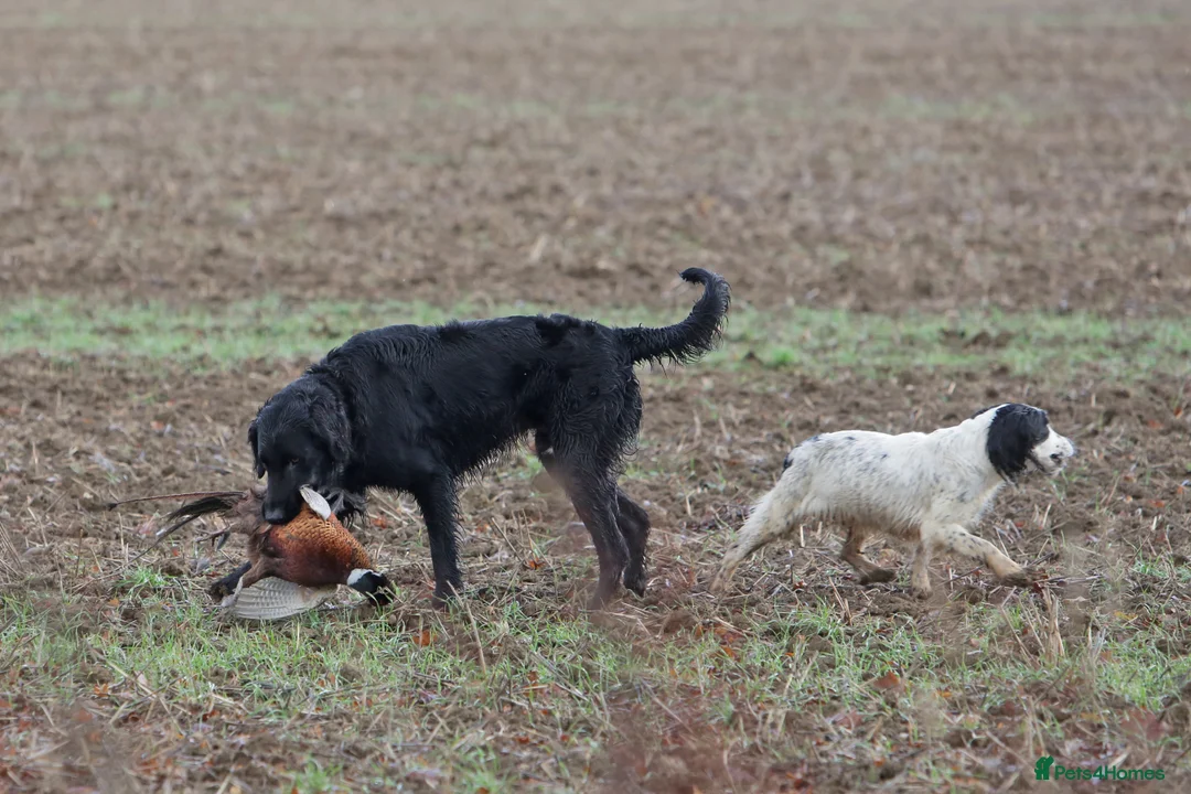 Flat coated Retriever dogs for stud: Flatcoat available for Stud - Advert 4
