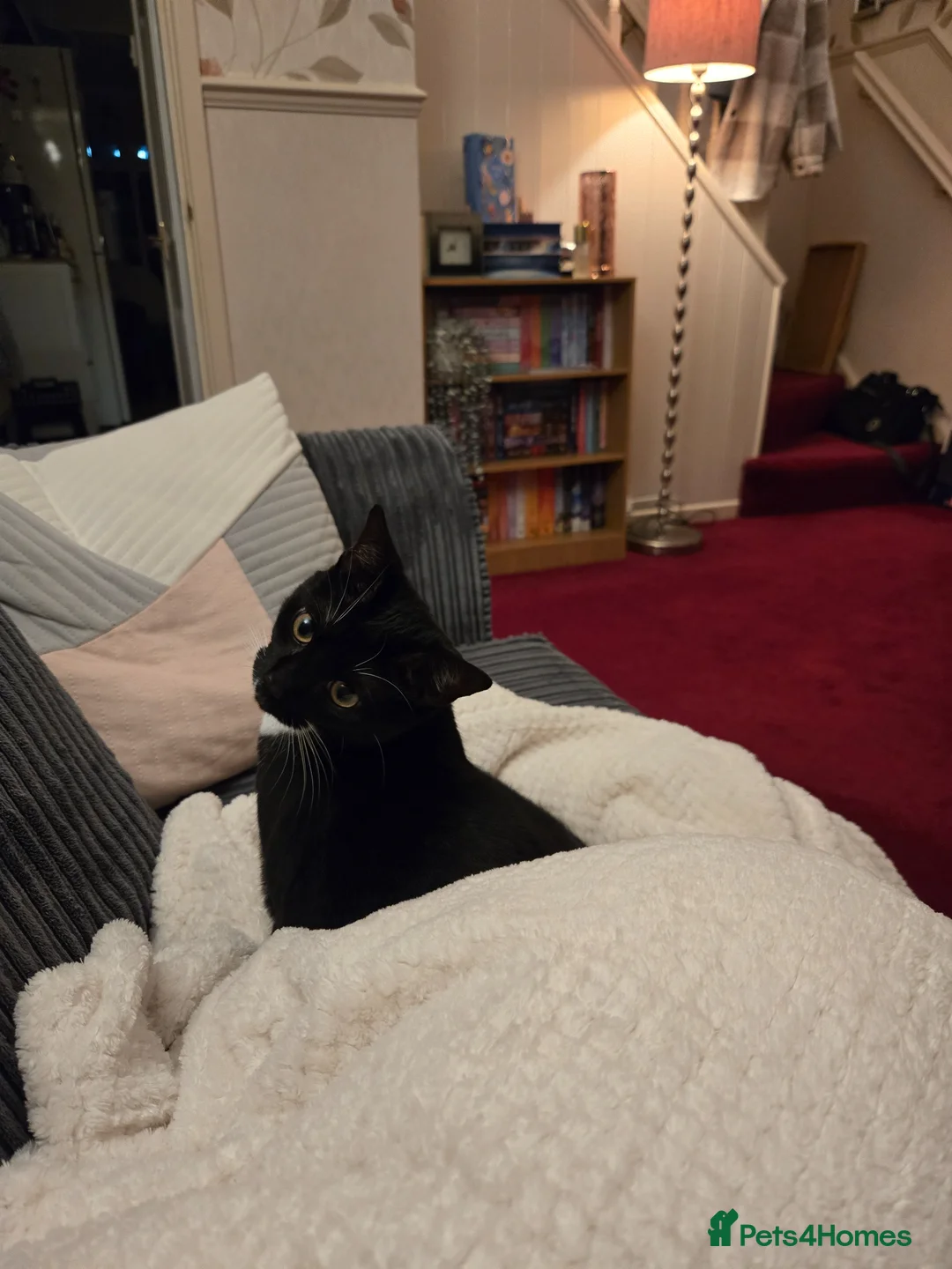 Domestic Shorthair cats for sale: Tuxedo cat needs a new home in Liversedge - Advert 8