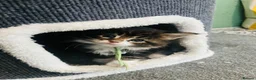 Maine Coon cats for sale: Stunning pedigree Maine coon kittens TICA - Advert 7