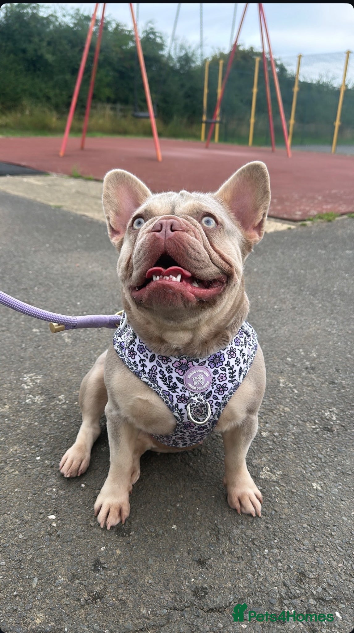 French Bulldog dogs Rehoming  - Advert 18