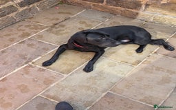Labrador Retriever dogs for sale:  9 month old Black labrador male - Image 2