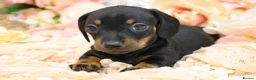 Miniature Dachshund dogs for sale: Miniature Dachshund Puppies - Advert 11
