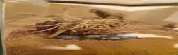 Mixed Breed invertebrates for sale: Blue death beetles/desert hairy scorpion cohabit - Advert 1