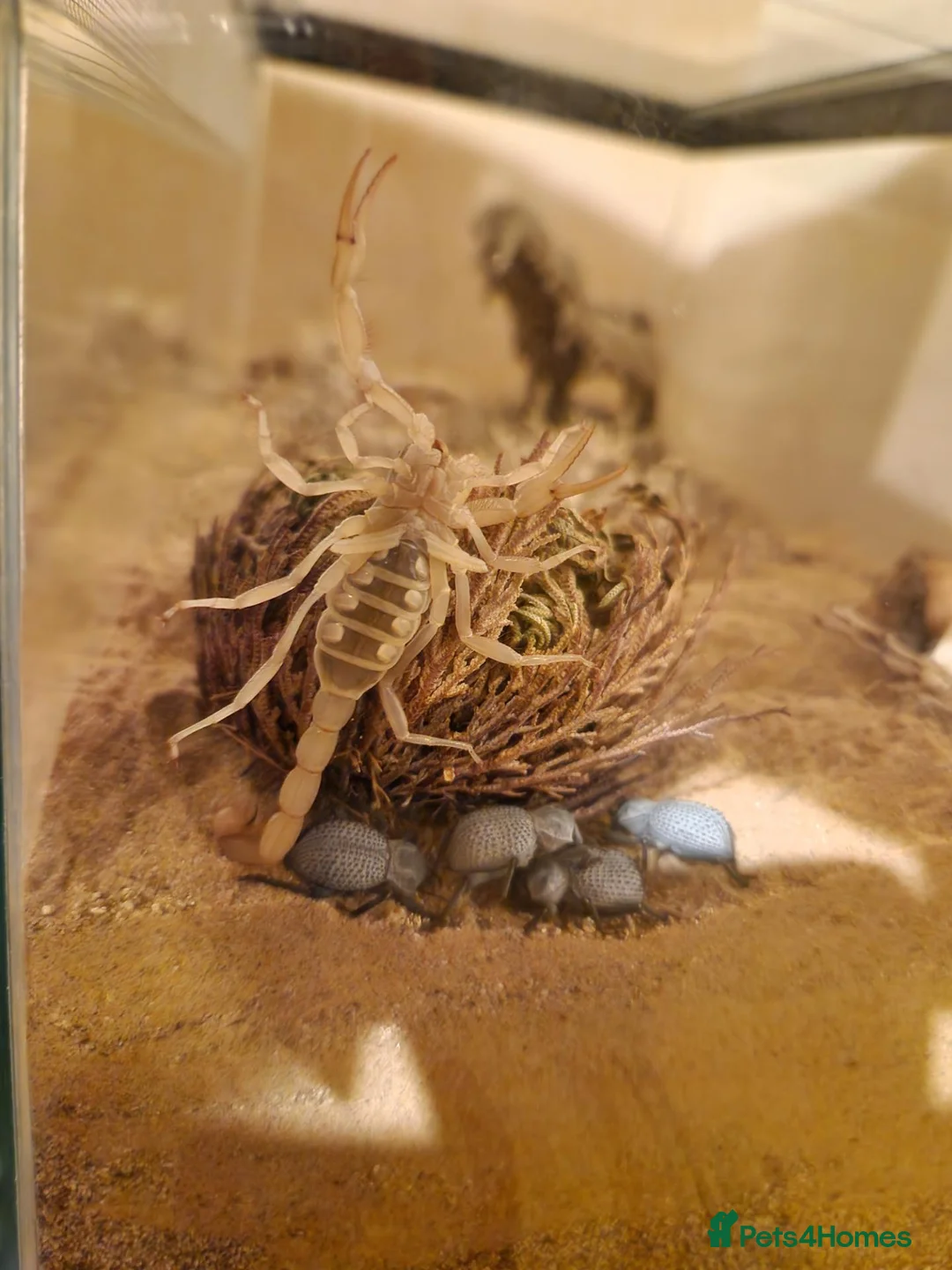 Mixed Breed invertebrates for sale: Blue death beetles/desert hairy scorpion cohabit - Advert 1