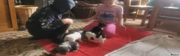 French Bulldog dogs for sale: Frenchbulldog Puppies - Advert 22