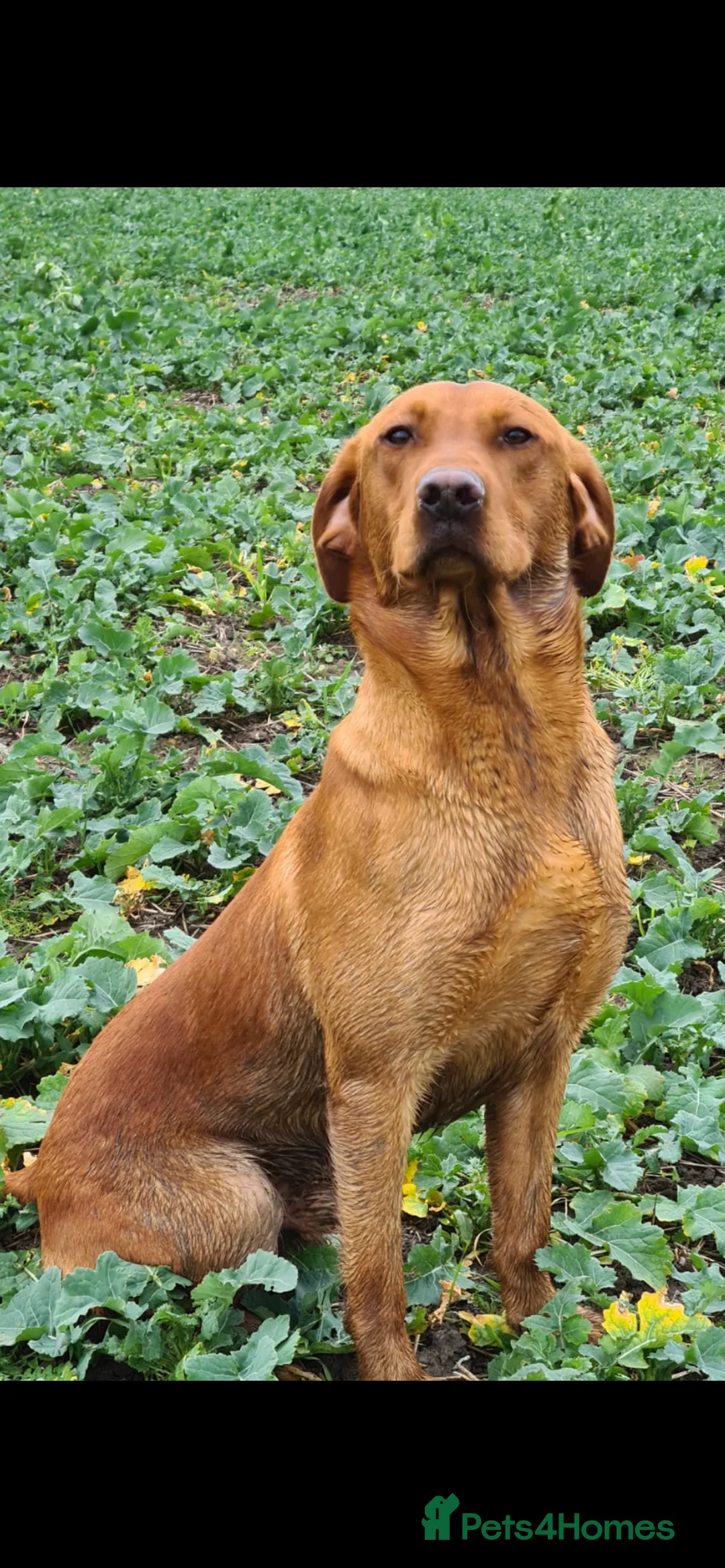 Labrador Retriever dogs for stud: Royal Red gun dog for stud - Advert 6