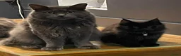 Maine Coon cats for sale: Home reared MaineCoon Pedigree Kittens  - Advert 6