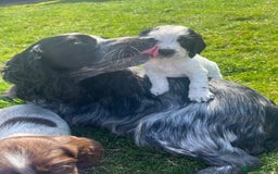 Cocker Spaniel dogs for sale: Stunning KC health tested Cocker pups  - Image 8