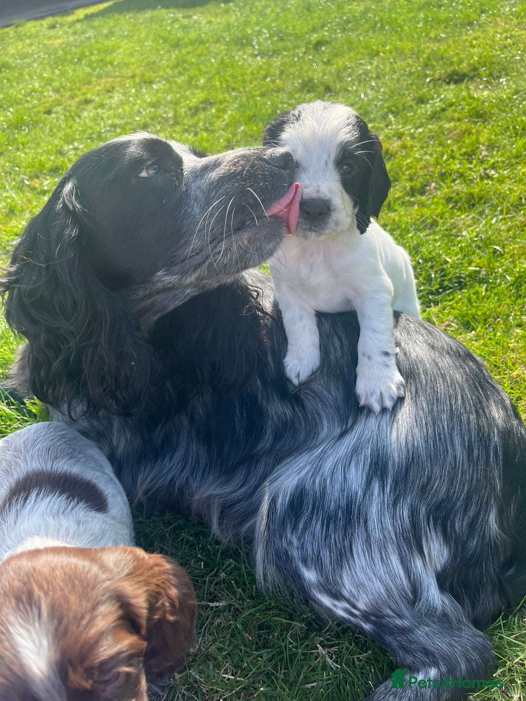 Cocker Spaniel dogs for sale: Stunning KC health tested Cocker pups  - Image 8