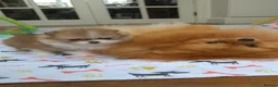 Pomeranian dogs for sale: High Quality Show Pomeranian puppies Champion Mum - Advert 26