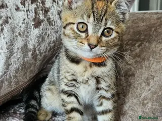 Mixed Breed cats 2 BROWN tabby females left British blue cross - Advert 4