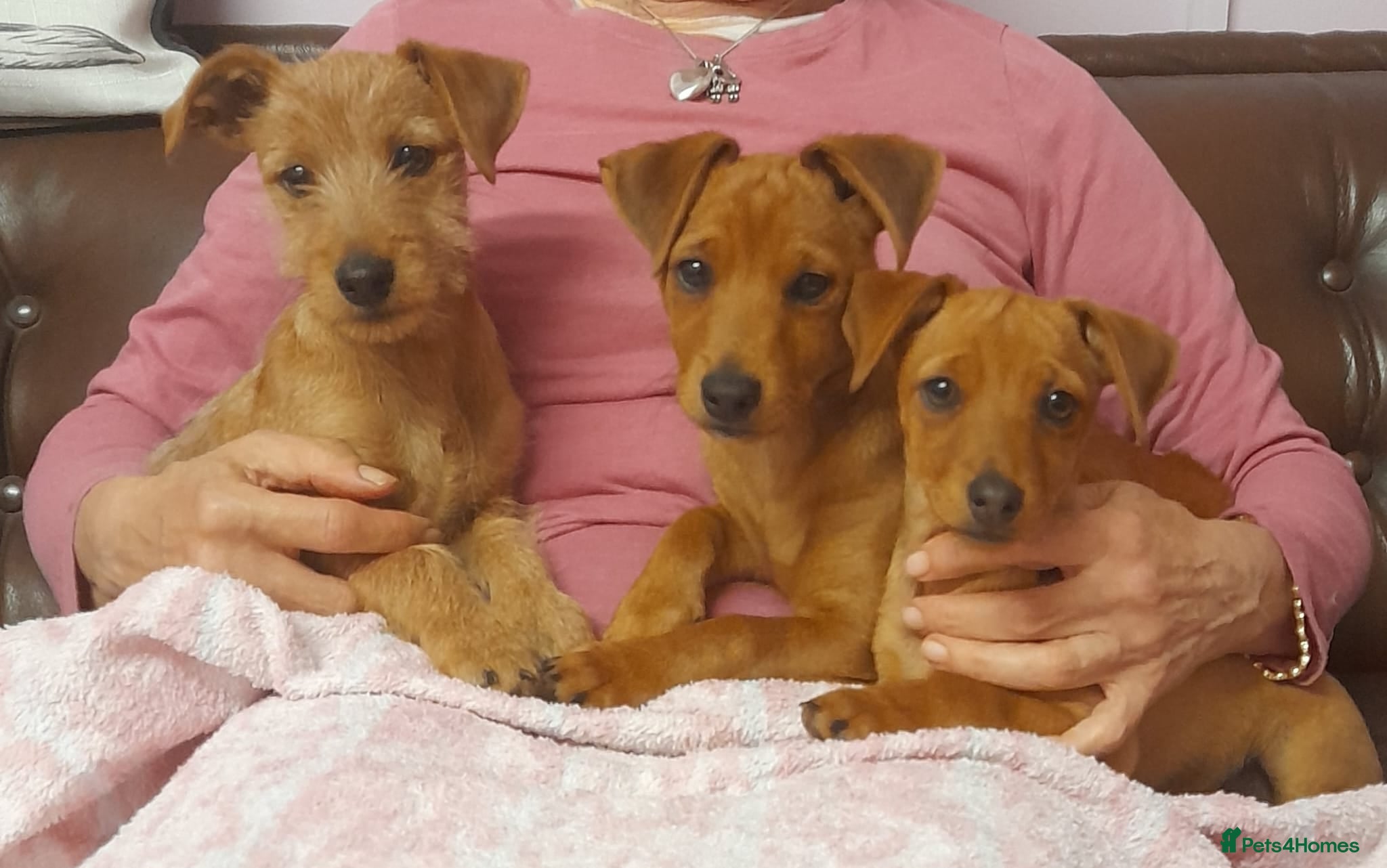 Mixed Breed dogs Gorgeous Norwich terrier X Puppies - Advert 1