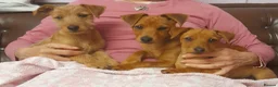 Mixed Breed dogs for sale: Gorgeous Norwich terrier X Puppies - Advert 1
