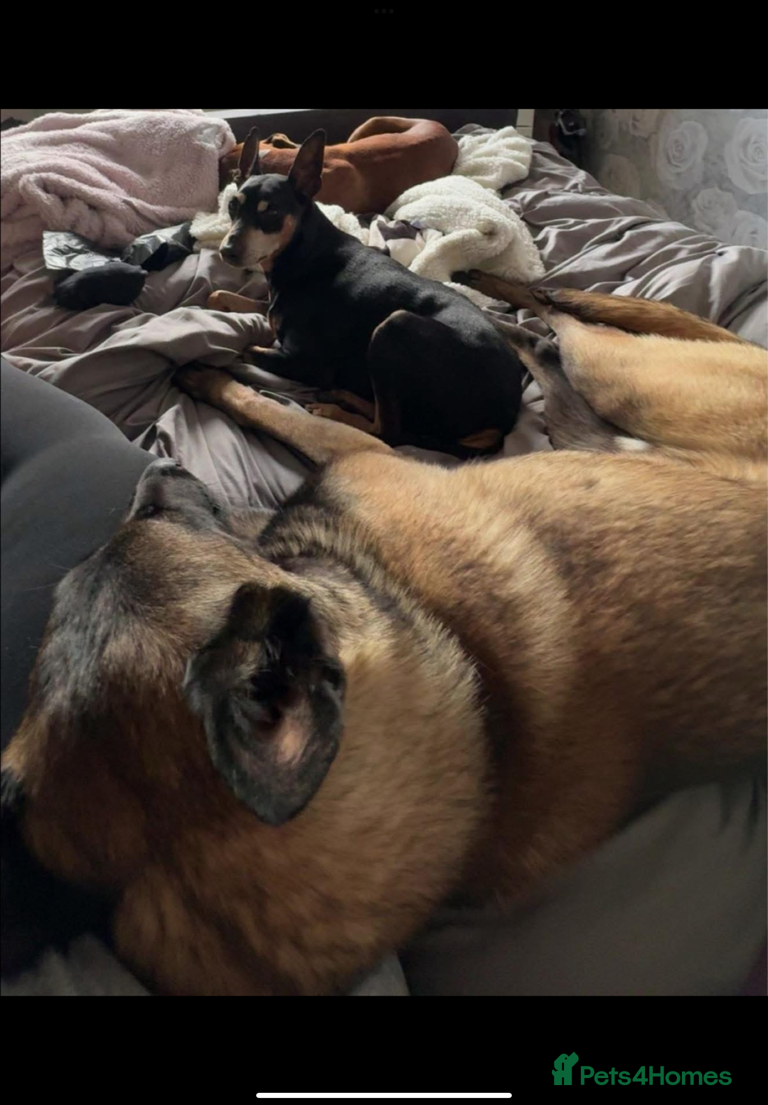 Belgian Shepherd Dog dogs for sale: Belgian Malinois - Whiskey - Image 6