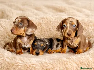 Dachshund dogs Miniature Dachshund puppies - Advert 6