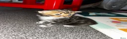 Mixed Breed cats for sale: 4 Mixed Breed Kittens looking for loving home  - Advert 6