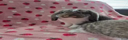 German Lop rabbits for sale: Pure German Lop 2 Bucks ☆silly tame - Advert 15