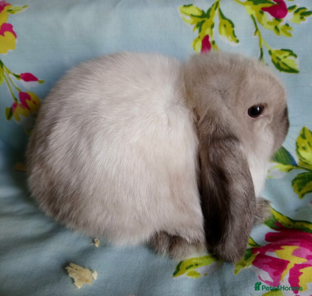 Mini Lop rabbits for sale: Pedigree Mini Lops - Image 10