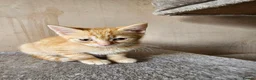Mixed Breed cats for sale: 1 ginger male and 1 grey female kitten - Advert 9