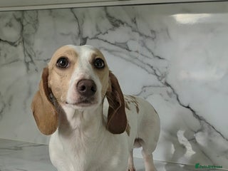 Miniature Dachshund dogs Miniature Dachshund Piebald - Advert 9