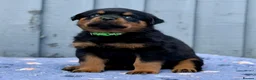 Rottweiler dogs for sale: 5 Exceptional KC Registered Rottweiler Puppies - Advert 30