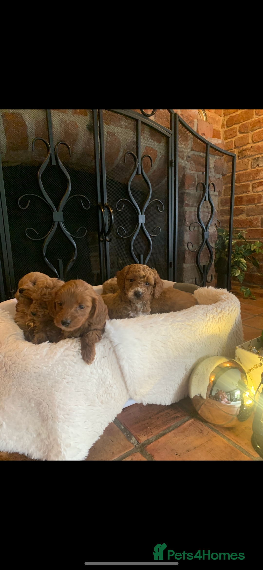 Cockapoo dogs for sale: F1b cockapoo  - Advert 11