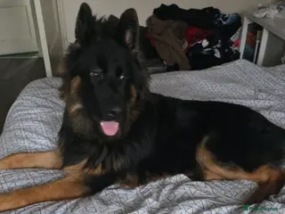 German Shepherd dogs Rehoming needed ASAP - Advert 11