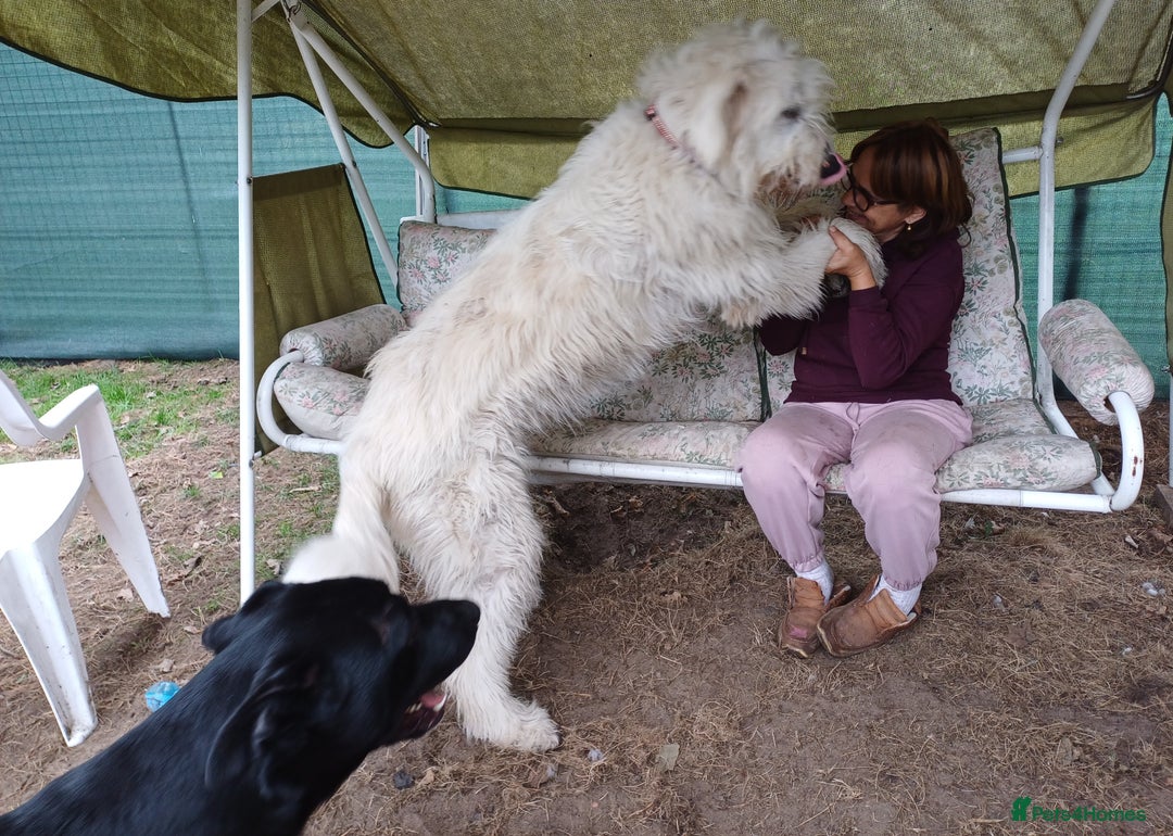 Mixed Breed dogs for adoption: 🖤MEET JOJO🖤 a Superb big Girl for a Loving Home - Advert 10