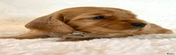 Cocker Spaniel dogs for sale: Fully Health Tested Showline Cocker Spaniel Pups - Advert 5