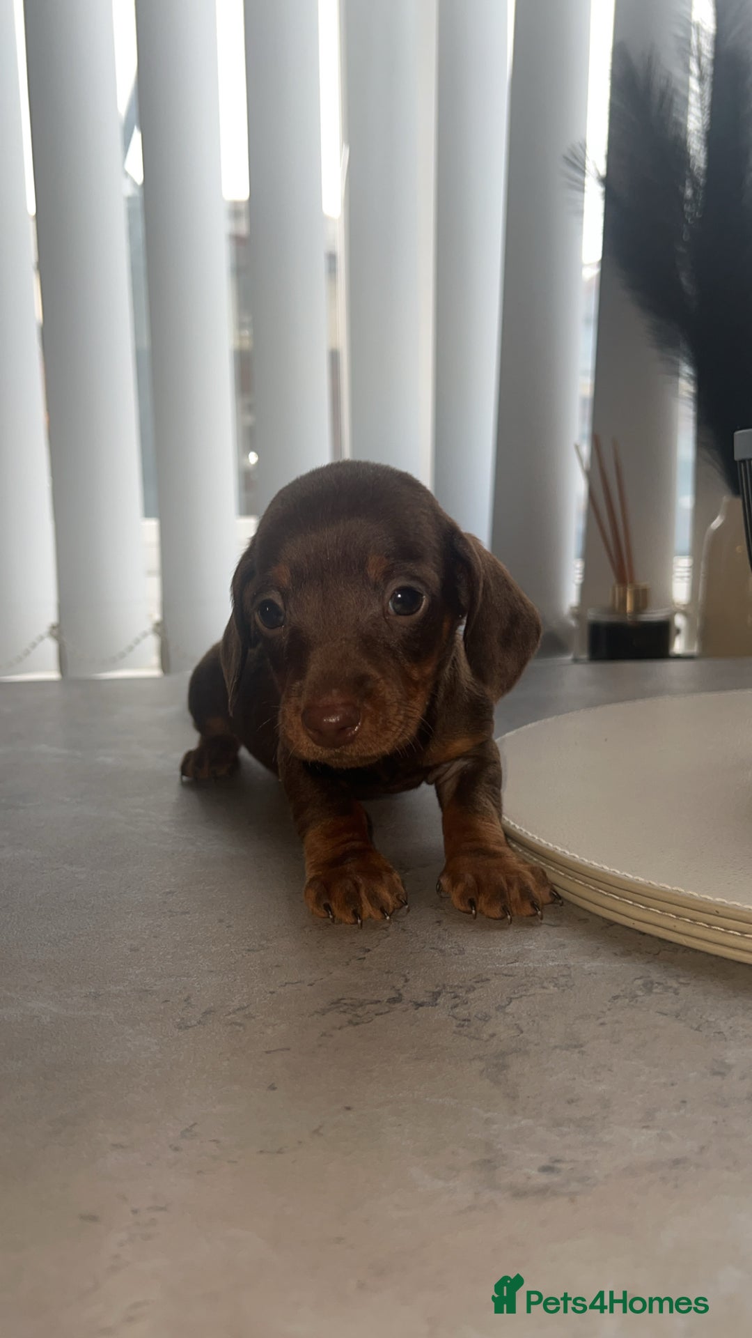 Dachshund dogs for sale: ✨Dachshunds 👀 for forever 🏡 £900 ONO✨ - Advert 5