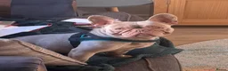 French Bulldog dogs for sale: French bulldog for rehoming - Advert 2