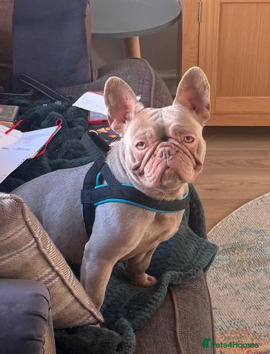 French Bulldog dogs for sale: French bulldog for rehoming - Advert 2
