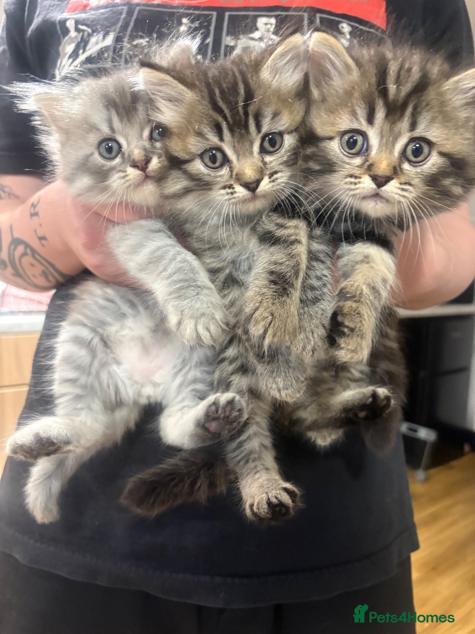 Perdoll cats Persian Ragdoll Tabby Kittens  - Advert 2