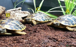Hermann Tortoise reptiles for sale: Hermanns Tortoise - 2 Years Old (Herman) - Image 3