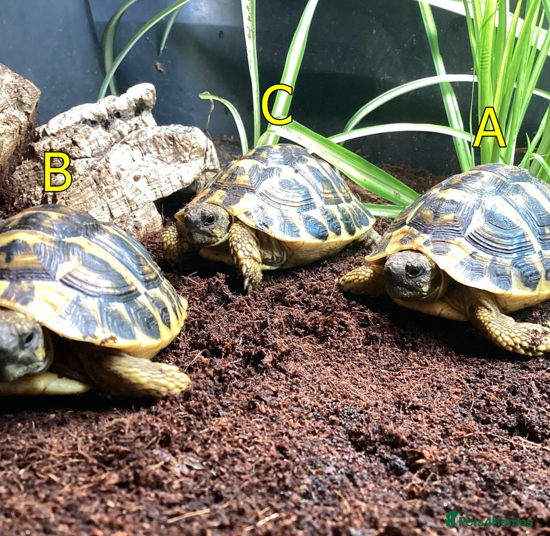 Hermann Tortoise reptiles for sale: Hermanns Tortoise - 2 Years Old (Herman) - Image 3