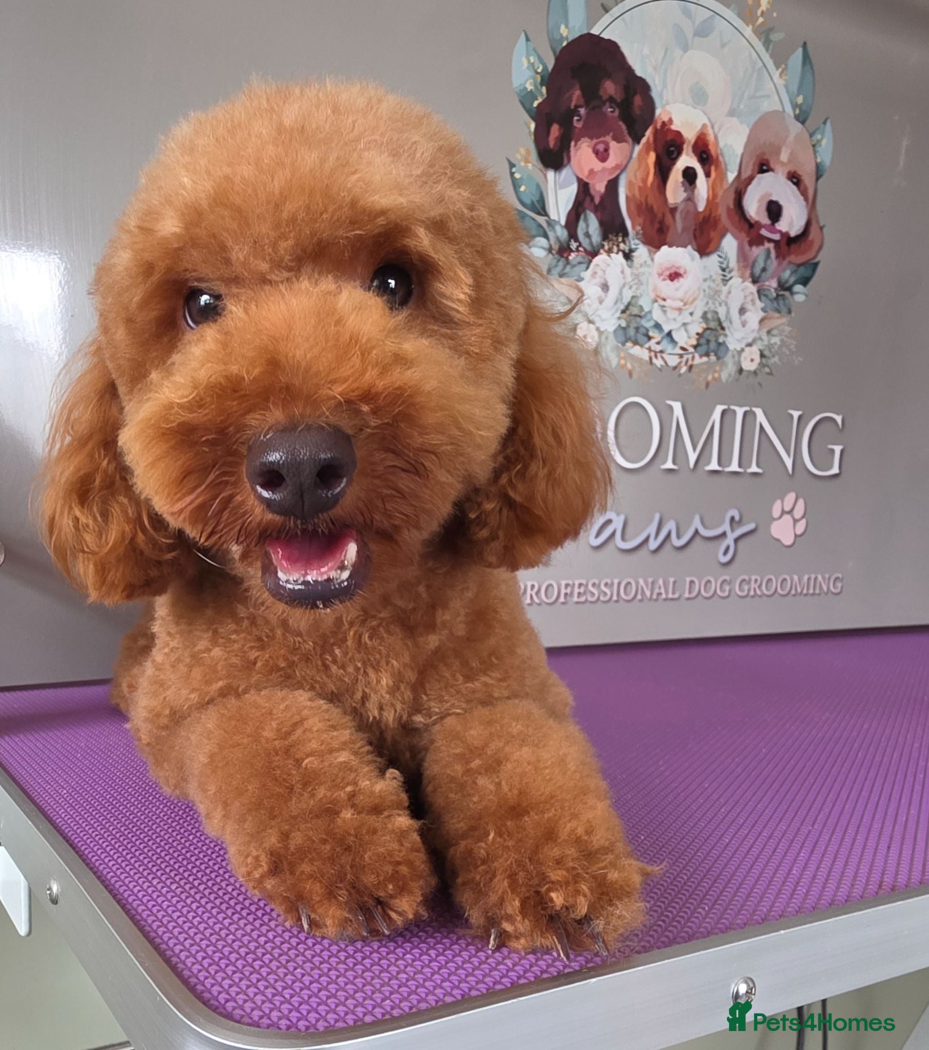 Cavapoo dogs 1 year old female  - Advert 1